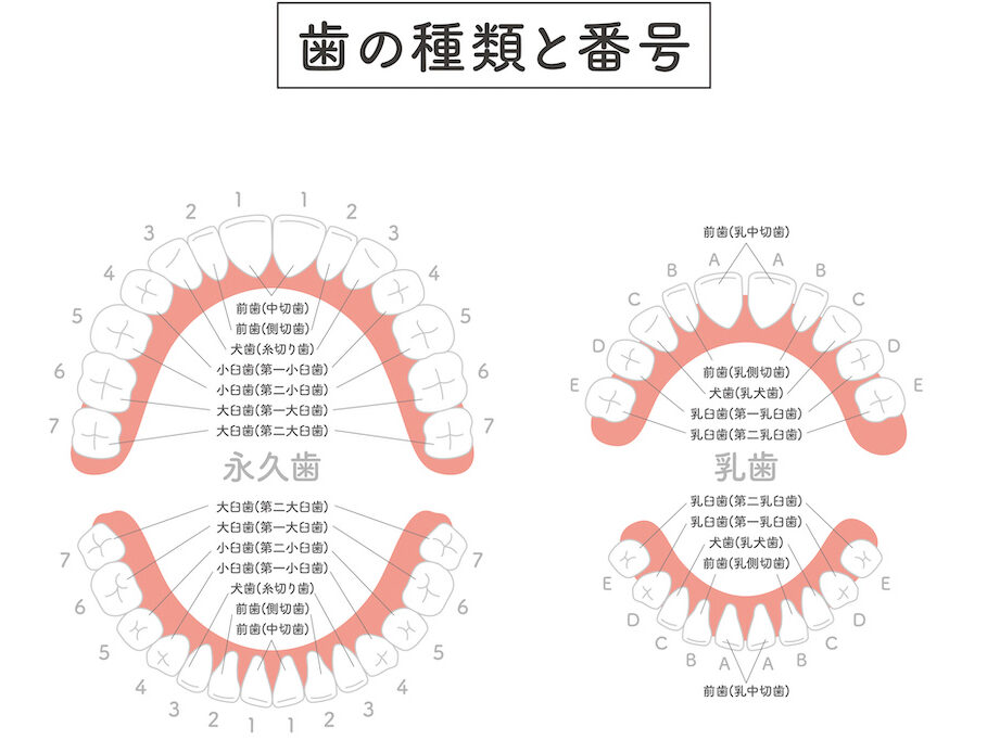 奥歯について｜どこからが奥歯？